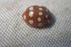 Calvia quatuordecimguttata