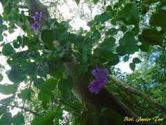 Bignonia diversifolia
