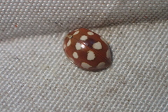 Calvia quatuordecimguttata