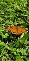 Dione vanillae