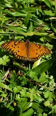Dione vanillae