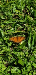 Dione vanillae