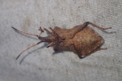 Coreus marginatus