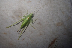 Meconema meridionale