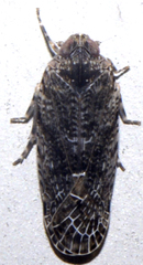 Catonia