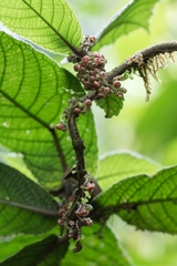 Siparuna grandiflora