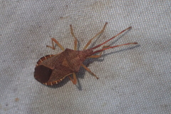 Gonocerus acuteangulatus