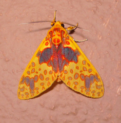 Amaxia pulchra
