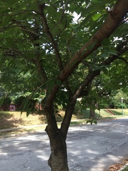 Zelkova serrata