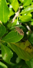 Coreinae