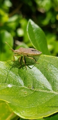 Coreinae