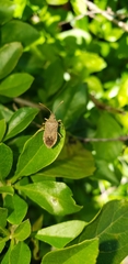 Coreinae
