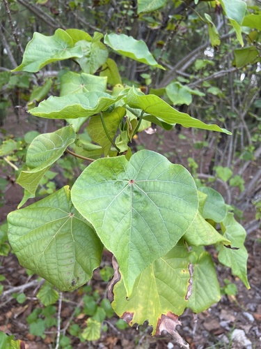 Talipariti tiliaceum observed 2025-06-08
