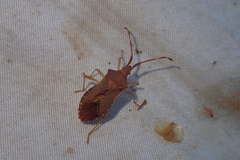 Gonocerus acuteangulatus