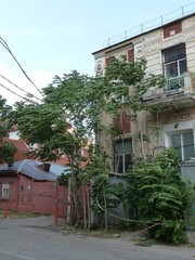 Ailanthus altissima