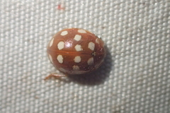 Calvia quatuordecimguttata