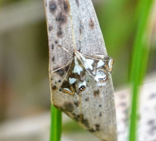 Imitable Crambid photo 3