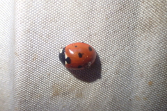 Coccinella septempunctata