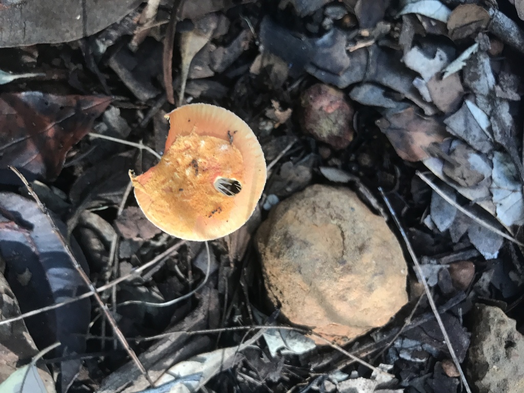 Amanita xanthocephala · May 2025 · photo: © annbentley (iNaturalist, cc-by)