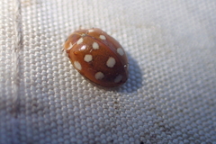 Calvia quatuordecimguttata