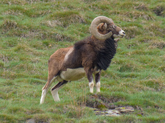 Domestic Sheep photo 3