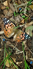 Vanessa braziliensis