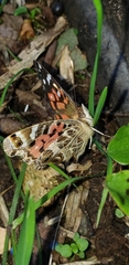 Vanessa braziliensis