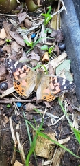 Vanessa braziliensis