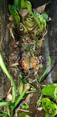 Vanessa braziliensis