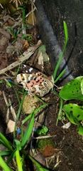 Vanessa braziliensis