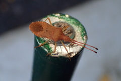 Gonocerus acuteangulatus