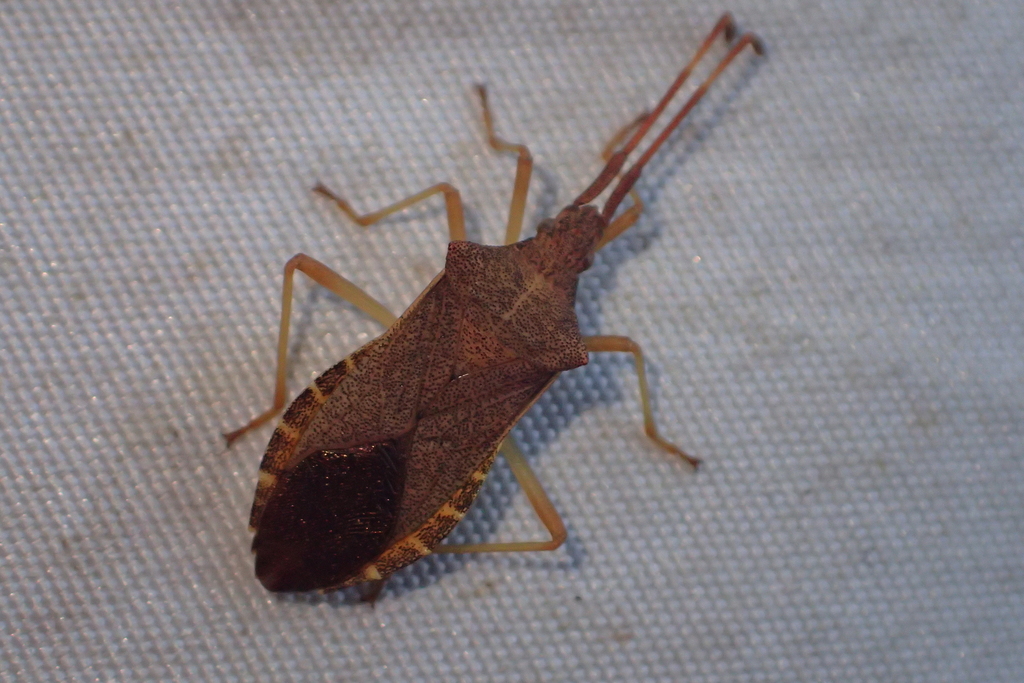 Box Bug from Mons, Belgique on September 18, 2019 at 10:14 AM by ...