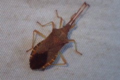 Gonocerus acuteangulatus