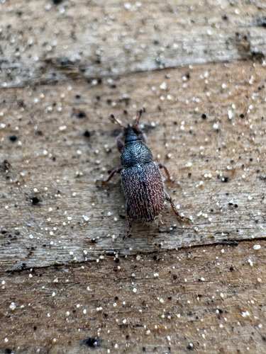 Plantain Weevil photo 6