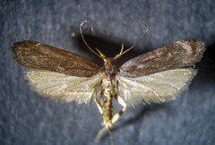 Dichomeris purpureofusca