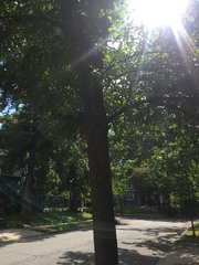 Fraxinus pennsylvanica