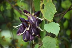Mucuna nigricans