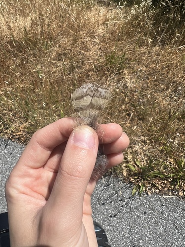 View observation of {o.common_name} on iNaturalist