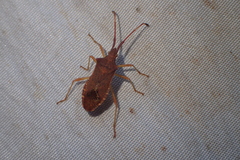 Gonocerus acuteangulatus