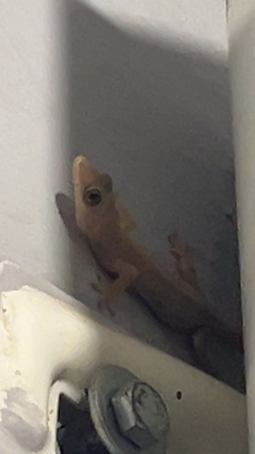 Tropical House Gecko