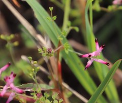 Fumaria muralis muralis