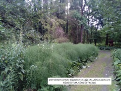 Equisetum telmateia telmateia