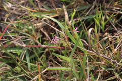 Fumaria muralis muralis