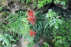 Pitcairnia punicea