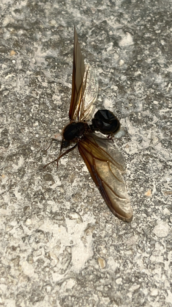Atta insularis