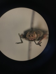 Chrysobothris scabripennis