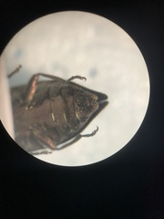 Chrysobothris scabripennis