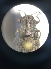 Chrysobothris scabripennis