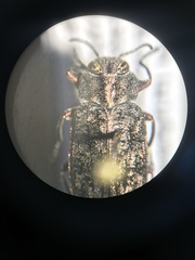 Chrysobothris scabripennis