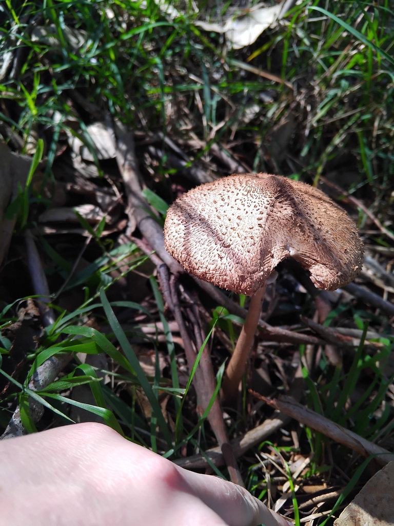 Macrolepiota clelandii · June 2025 · photo: © sofiazed1 (iNaturalist, cc-by)